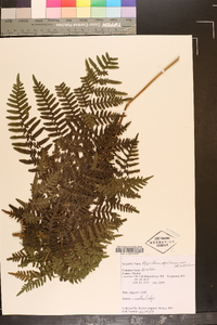 Pteridium aquilinum var. latiusculum image