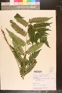 Dryopteris goldieana image