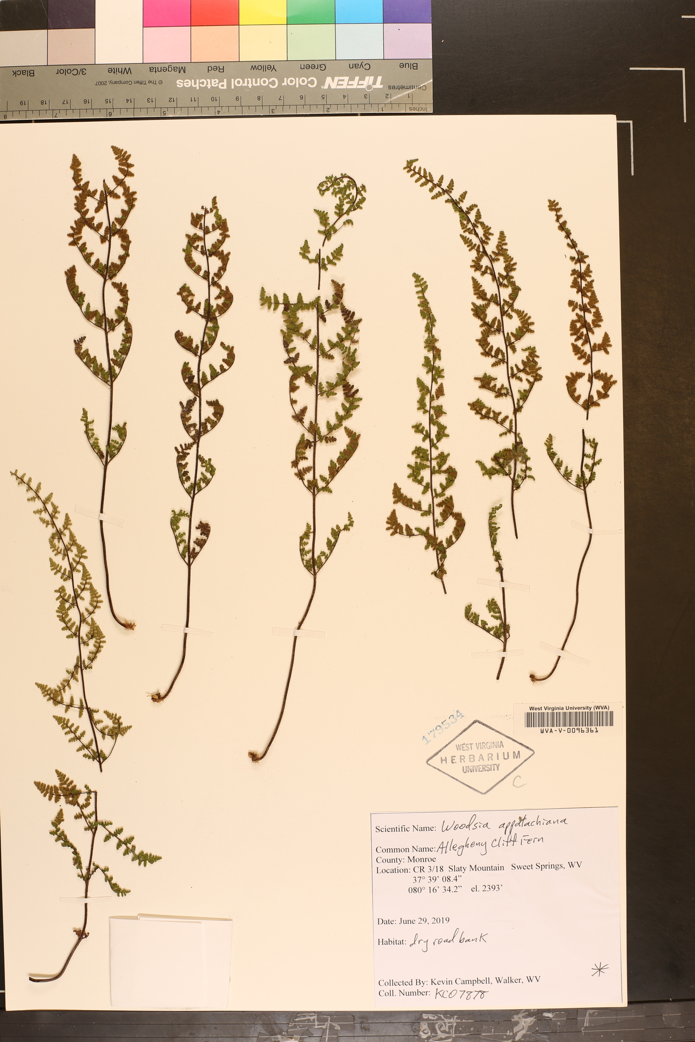 Woodsia appalachiana image