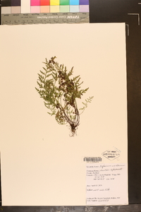 Asplenium montanum image