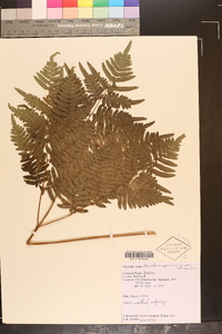 Pteridium aquilinum var. latiusculum image