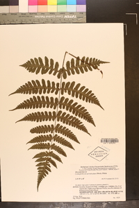 Cornopteris decurrenti-alata image