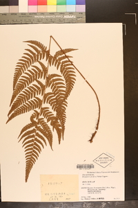 Dryopteris pacifica image