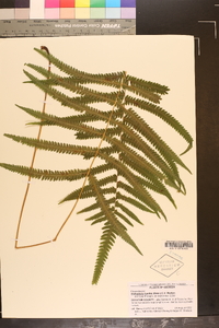 Thelypteris kunthii image