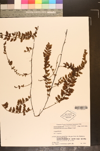 Vandenboschia auriculata image