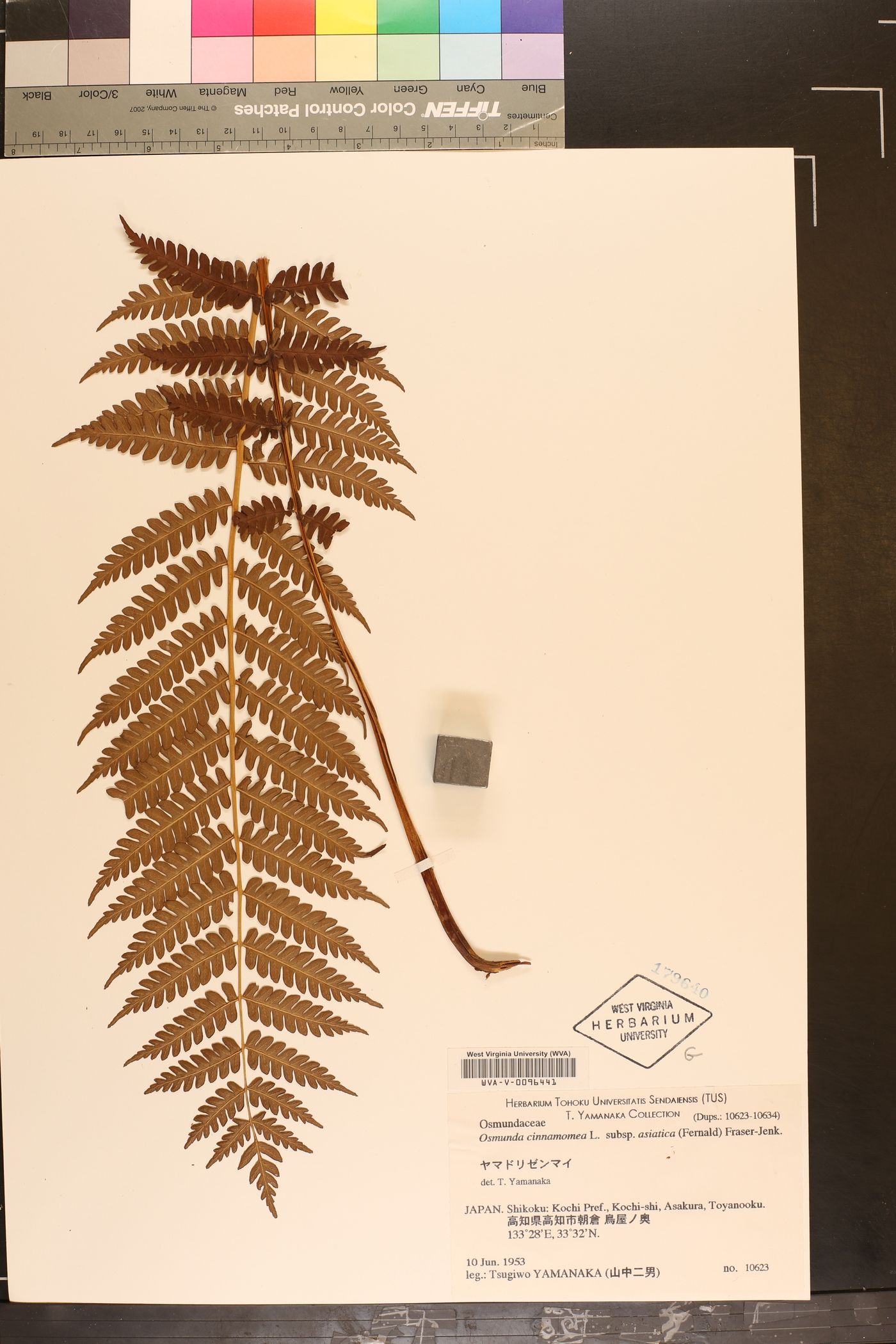 Osmundastrum cinnamomeum subsp. asiaticum image