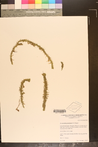 Lycopodium prostratum image