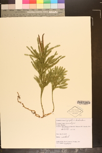 Dendrolycopodium dendroideum image