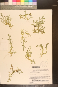 Selaginella heterostachys image