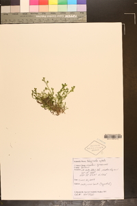 Selaginella apoda image