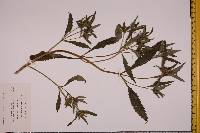 Bidens tripartita image