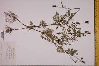 Bidens bipinnata image