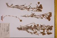 Chaenactis douglasii image