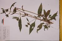 Bidens tripartita image