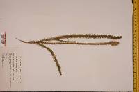 Lycopodium prostratum image