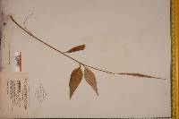 Asclepias quadrifolia image
