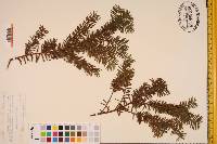 Taxus canadensis image