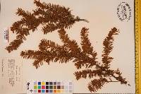 Taxus canadensis image