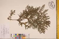 Thuja occidentalis image