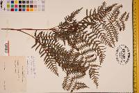 Pteridium aquilinum var. latiusculum image