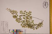 Adiantum capillus-veneris image