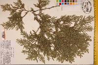 Thuja occidentalis image