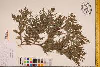 Thuja occidentalis image