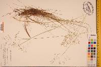 Deschampsia flexuosa image