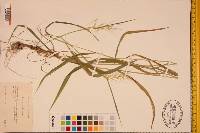 Elymus hystrix image