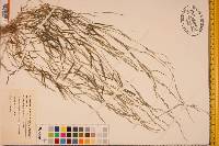 Muhlenbergia schreberi image