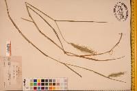 Elymus riparius image