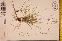 Carex communis var. communis image