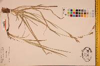 Carex panicea image