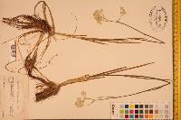Lophiola americana image