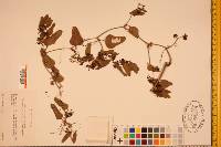 Smilax auriculata image