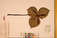 Trillium cuneatum image