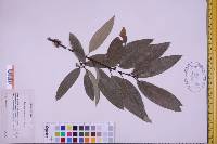 Quercus imbricaria image