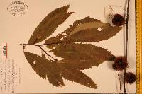 Castanea dentata image