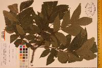 Carya illinoinensis image