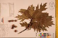 Quercus rubra var. borealis image