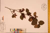 Alnus crispa image