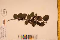 Alnus viridis subsp. crispa image