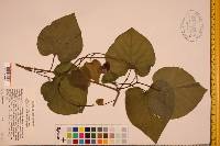 Aristolochia macrophylla image