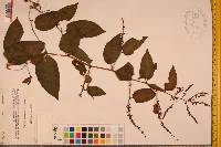 Brunnichia cirrhosa image