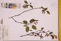 Amelanchier laevis image