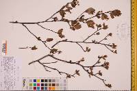 Amelanchier bartramiana image