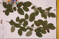 Amelanchier laevis image