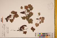 Heuchera americana image