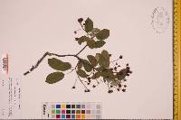 Amelanchier laevis image