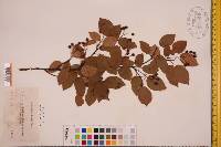 Amelanchier laevis image